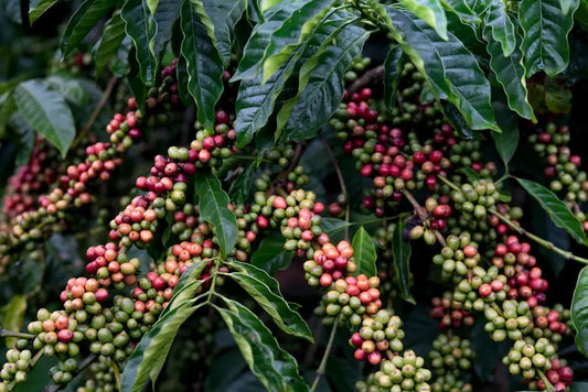 How Colombian Gesha Coffee is Changing the Coffee Scene