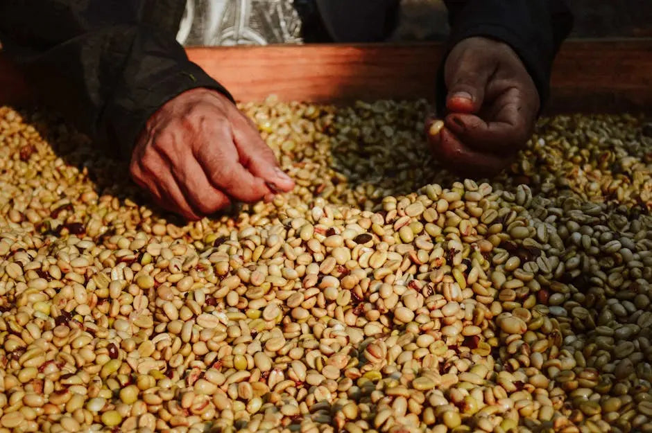 Exploring the Rich Heritage of Brazilian Coffee