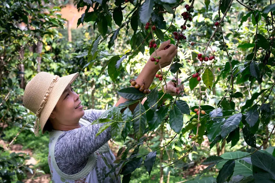 What Makes Hawaiian Kona Coffee Special?